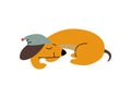 Purebred Brown Dachshund Dog Wearing Cap Sleeping, Funny Playful Pet Animal Cartoon Character Vector Illustration Royalty Free Stock Photo