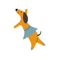 Purebred Brown Dachshund Dog Wearing Skirt Dancing, Funny Playful Pet Animal Cartoon Character Vector Illustration Royalty Free Stock Photo