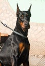 Purebred brown Doberman dog champion sitting in the outdoors