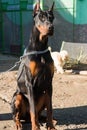 Purebred brown Doberman dog champion sitting in the outdoors