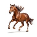 Purebred brown horse isolated on white background. Generative AI Royalty Free Stock Photo