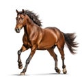 Purebred brown horse isolated on white background. Generative AI Royalty Free Stock Photo