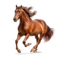 Purebred brown horse isolated on white background. Generative AI Royalty Free Stock Photo