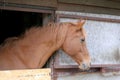 Purebred brown horse waiting for riders in the stable Royalty Free Stock Photo