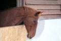 Purebred brown horse waiting for riders in the stable Royalty Free Stock Photo