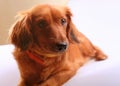 Purebred brown longhaired dachshund dog