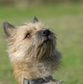 Purebred cairn terrier Royalty Free Stock Photo