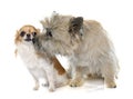 Purebred cairn terrier and chihuahua Royalty Free Stock Photo