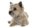 Purebred cairn terrier Royalty Free Stock Photo