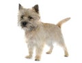 Purebred cairn terrier Royalty Free Stock Photo