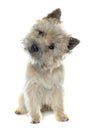 Purebred cairn terrier Royalty Free Stock Photo