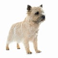 Purebred cairn terrier Royalty Free Stock Photo