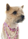 Purebred cairn terrier Royalty Free Stock Photo