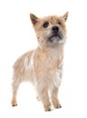 Purebred cairn terrier Royalty Free Stock Photo