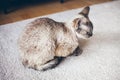 Purebred cat with curly hypoallergenic fur. Close up of a Devon Rex kitty sitting on the light color carpet at home. Selective