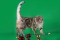 Purebred cat playing with ribbon on green background