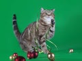 Purebred cat playing with ribbon on green background