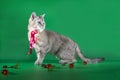 Purebred cat with a red ribbon on his neck standing on green background
