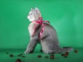 Purebred cat with a red ribbon sits around the neck on a green background