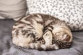 Purebred cat Scottish Fold curled up a ball on the bed and paws covered his face to be warmer, against the background of pillows Royalty Free Stock Photo