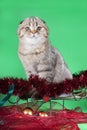 A purebred cat is sitting on a sled with red garland on a green background Royalty Free Stock Photo