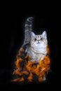 Purebred cat stands on a black background with a raised tail Royalty Free Stock Photo