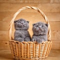 The gray color Scottish fold cats sits in a wicker basket. A playful kittens. Royalty Free Stock Photo