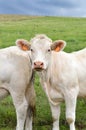 A Charolais calf Royalty Free Stock Photo
