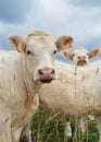 A Charolais calf