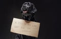 Cheerful black dog retriever with shiny fur and cartoon sign