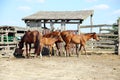 Purebred chestnut foals and mares eating forage in the corral summertime outdoor rural scene Royalty Free Stock Photo
