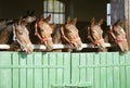 Purebred chestnut racehorses looking over the barn door Royalty Free Stock Photo