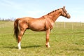 Purebred chestnut standing stallion. Exterior image.