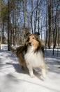 Purebred Collie Royalty Free Stock Photo
