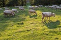 Purebred cows grazing at sundown in Transylvania, Romania Royalty Free Stock Photo