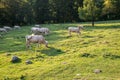 Purebred cows grazing at sundown in Transylvania, Romania Royalty Free Stock Photo