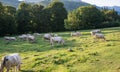 Purebred cows grazing at sundown in Transylvania, Romania Royalty Free Stock Photo