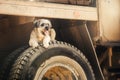 Purebred curly brown dog lying on tire