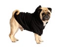 Purebred cute dog pug in stylish clothes on a white background Royalty Free Stock Photo