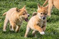 Purebred Dingo Puppy, Victoria, Australia, August 2018