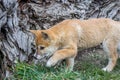 Purebred Dingo Puppy, Victoria, Australia, August 2018