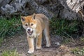 Purebred Dingo Puppy, Victoria, Australia, August 2018