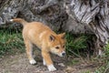 Purebred Dingo Puppy, Victoria, Australia, August 2018