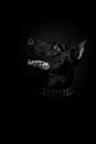 Purebred Doberman Pinscher dog in studio black background