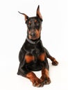 Purebred dobermann dog Royalty Free Stock Photo