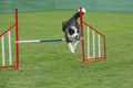 Purebred dog Border Collie jumping over obstacle on agility comp