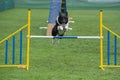 Purebred dog Border Collie jumping over obstacle on agility comp