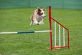 Purebred dog Border Collie jumping over obstacle on agility comp