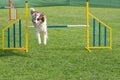 Purebred dog Border Collie jumping over obstacle on agility comp