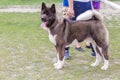 A purebred dog, a domestic pet of the American Akita breed, brown color outdoors next to the owner and people in the